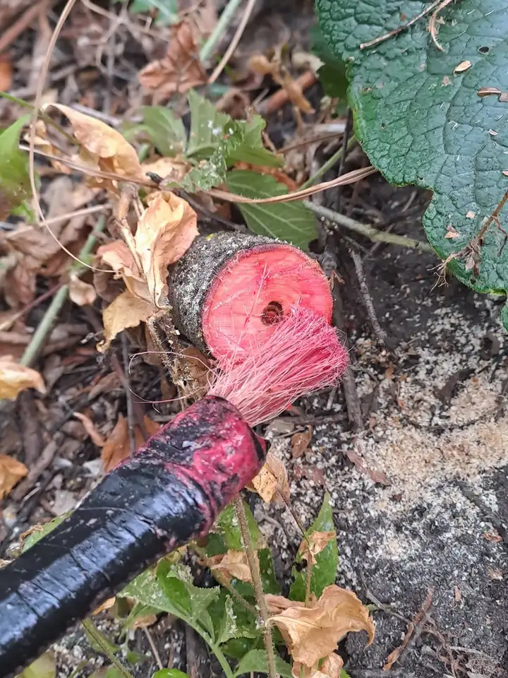 A Főkert munkatársai felügyeletével a kivágott fás szárúakat vegyszerrel kezeltük, az írtás hatékonyságának növelése érdekében.